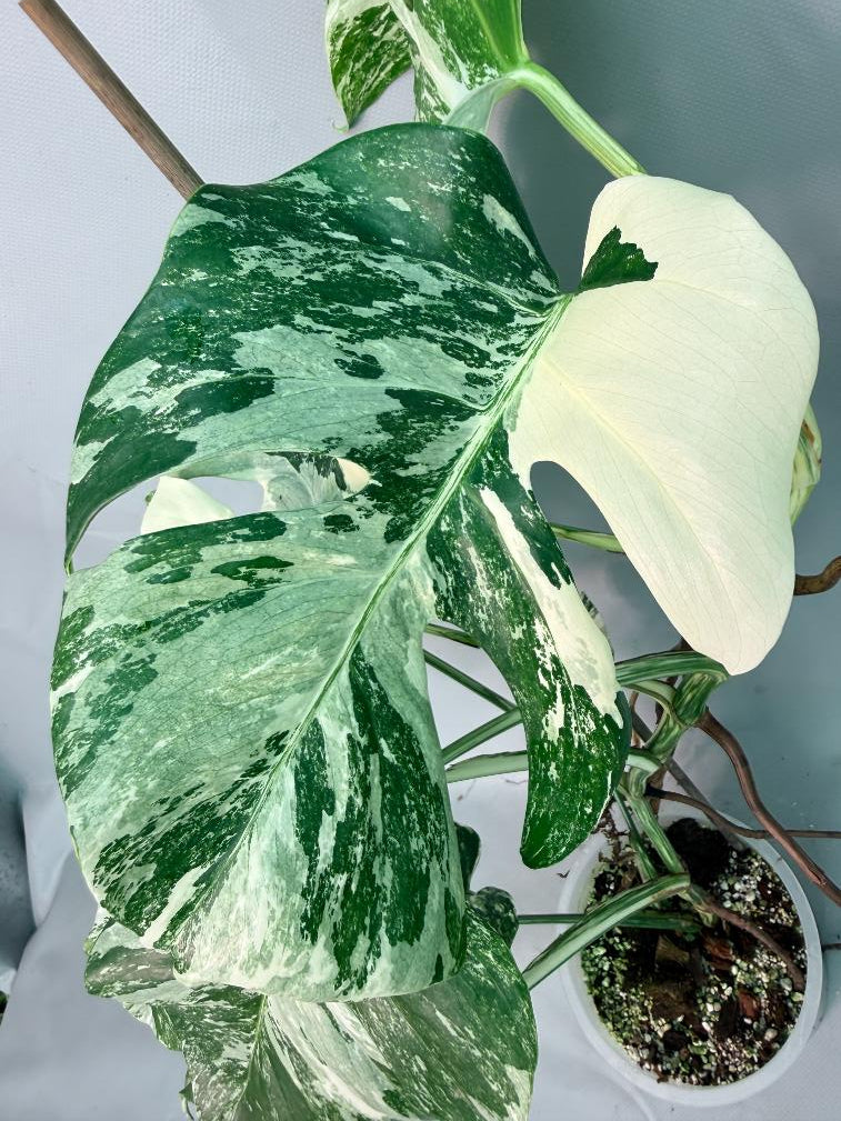 Monstera Albo Variegata 09