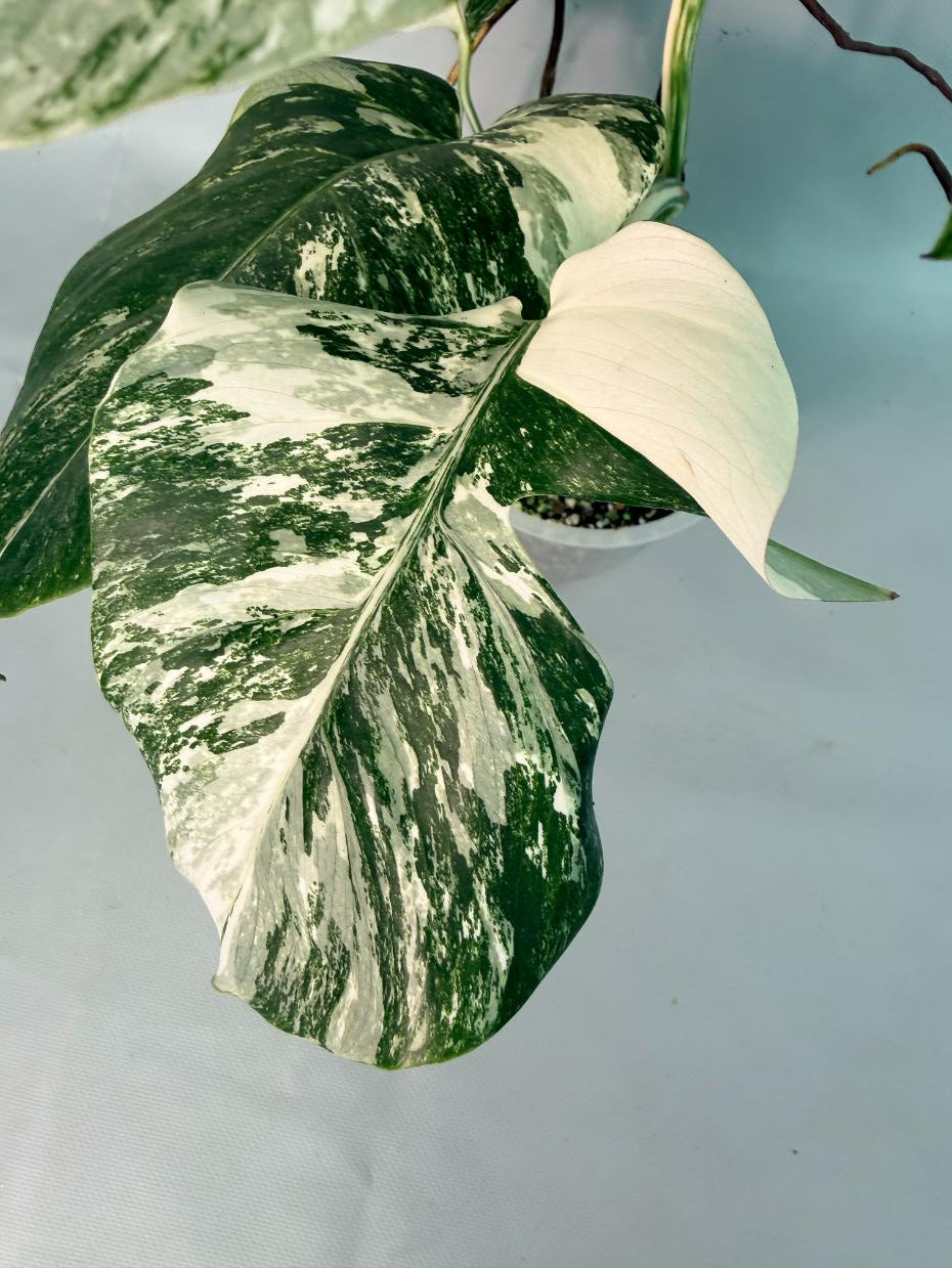 Monstera Albo Variegata 10