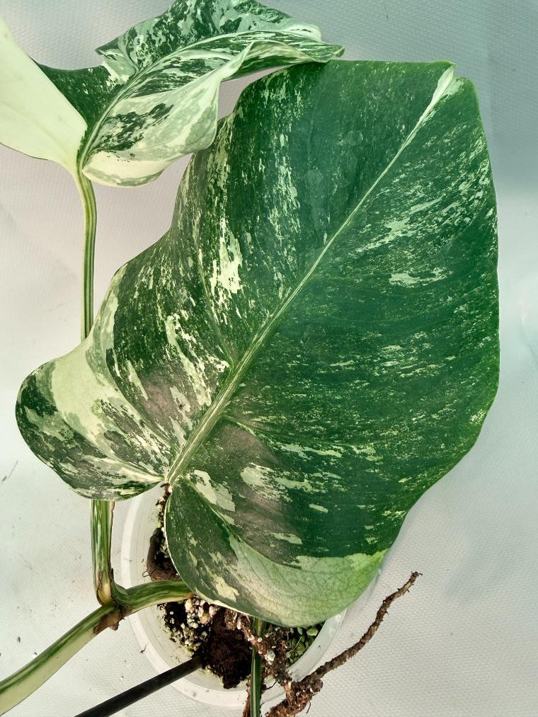 Monstera Albo Variegata 11