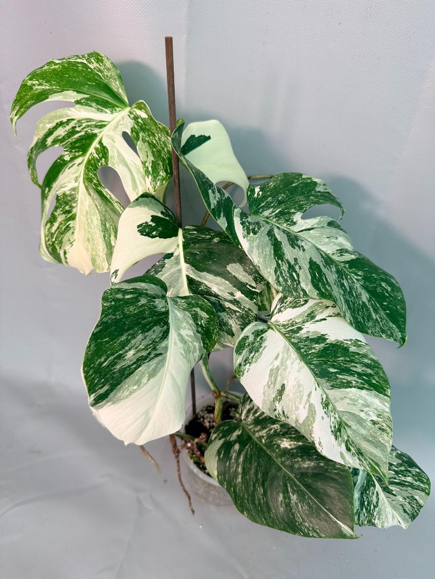 Monstera Albo Variegata 01