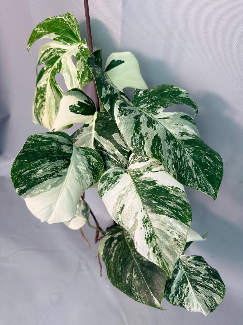 Monstera Albo Variegata 02