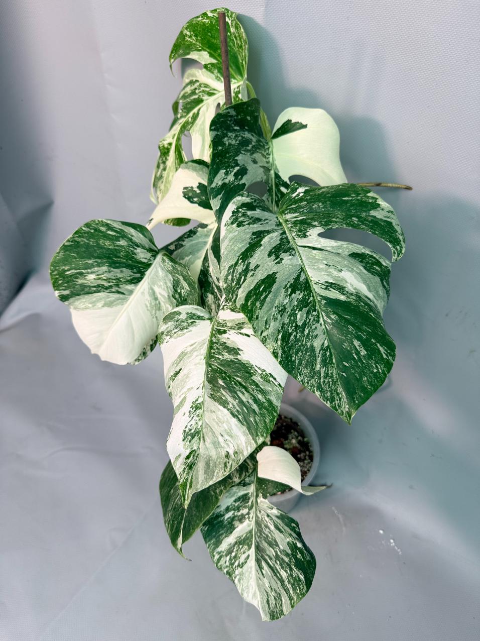 Monstera Albo Variegata 03