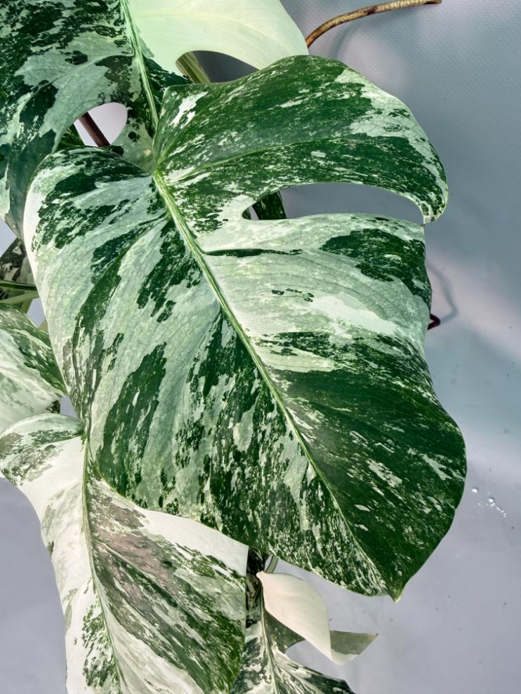 Monstera Albo Variegata 04