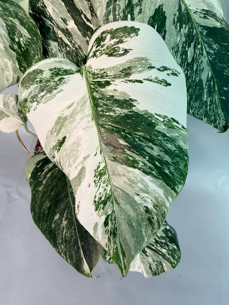 Monstera Albo Variegata 05