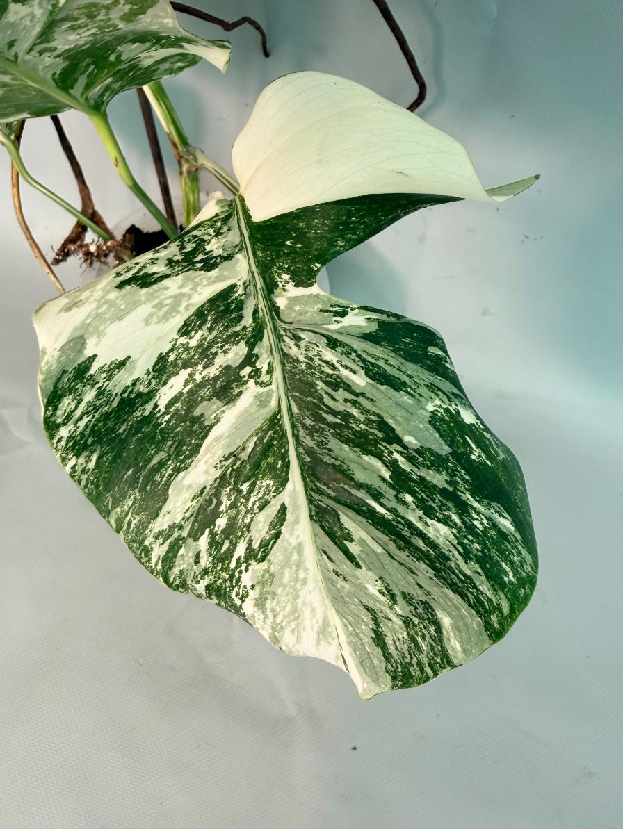Monstera Albo Variegata 06