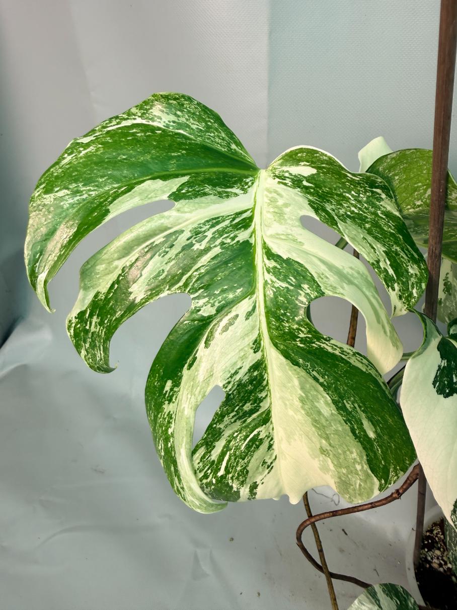 Monstera Albo Variegata 07