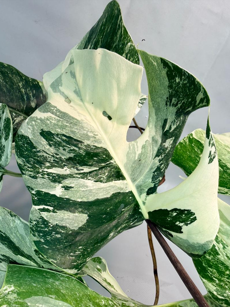 Monstera Albo Variegata 08