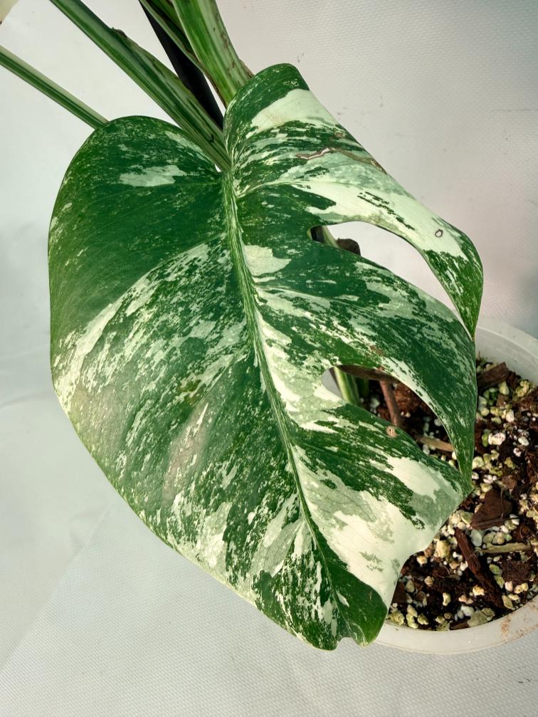 Monstera Albo Variegata 09