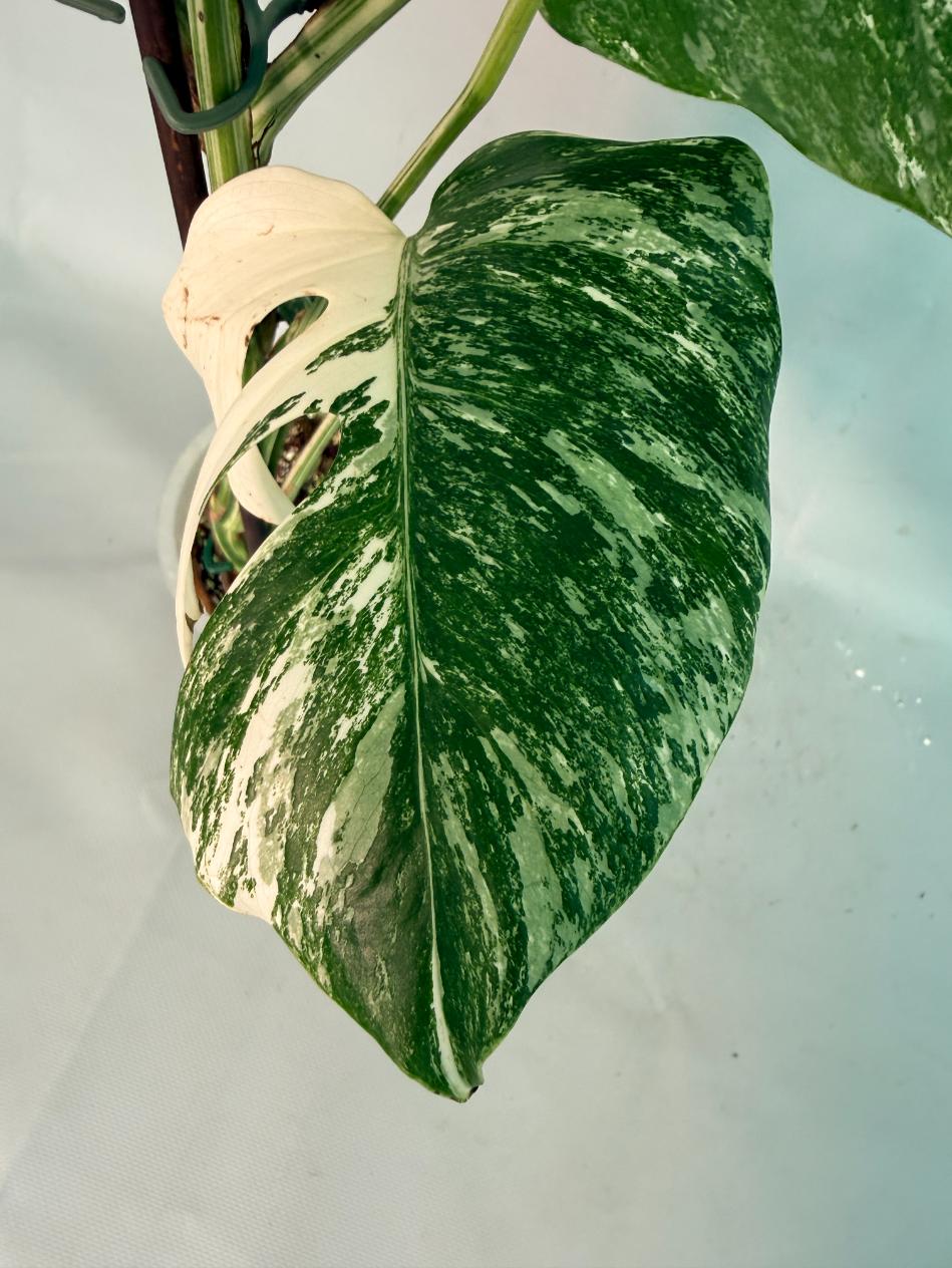 Monstera Albo Variegata 10