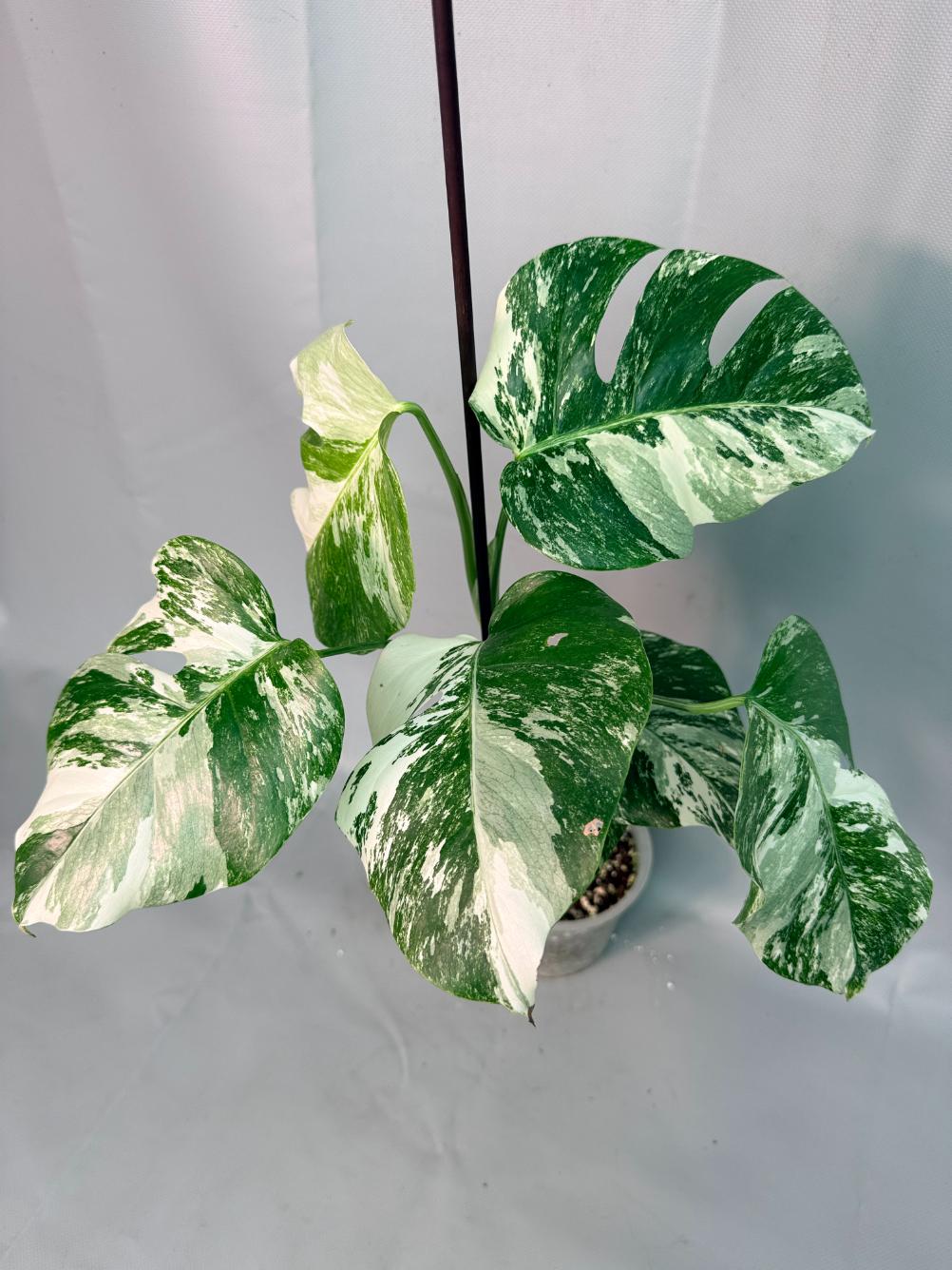 Monstera Albo Variegata 03
