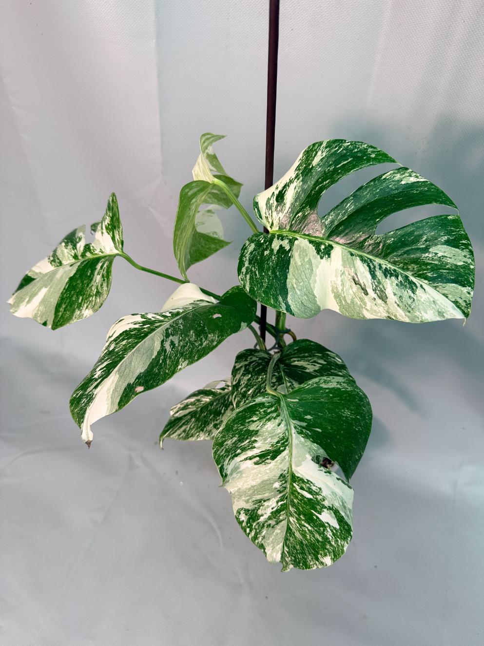 Monstera Albo Variegata 02