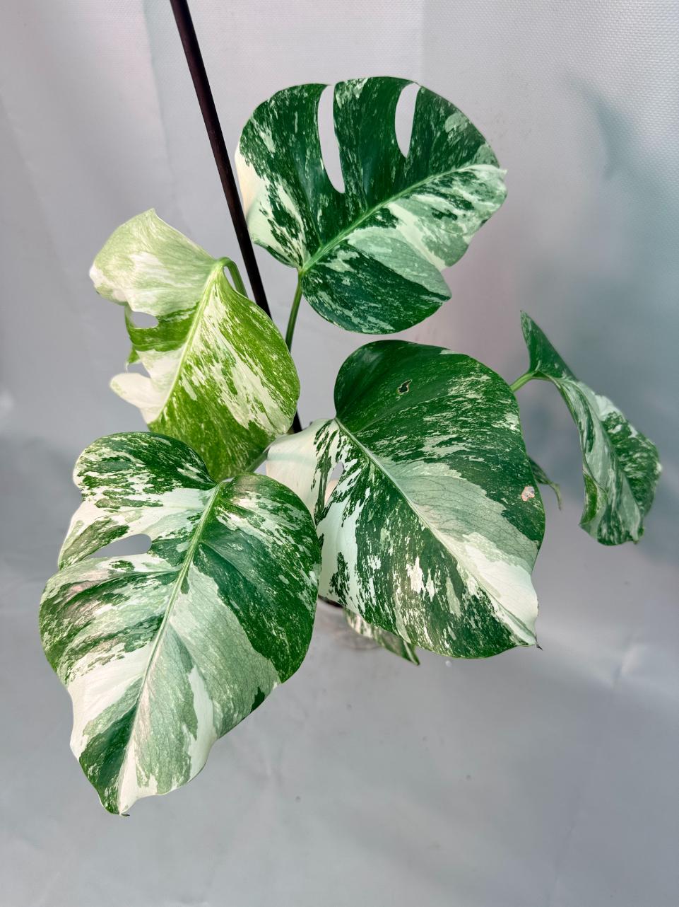 Monstera Albo Variegata '01