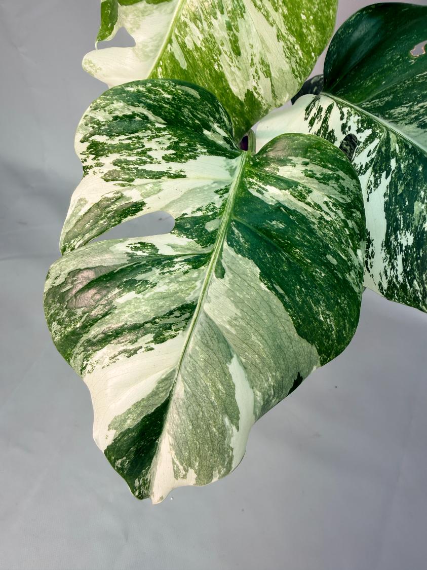 Monstera Albo Variegata 04