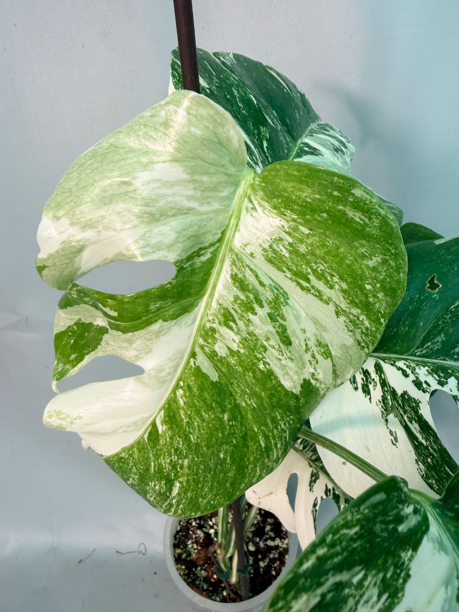 Monstera Albo Variegata 05