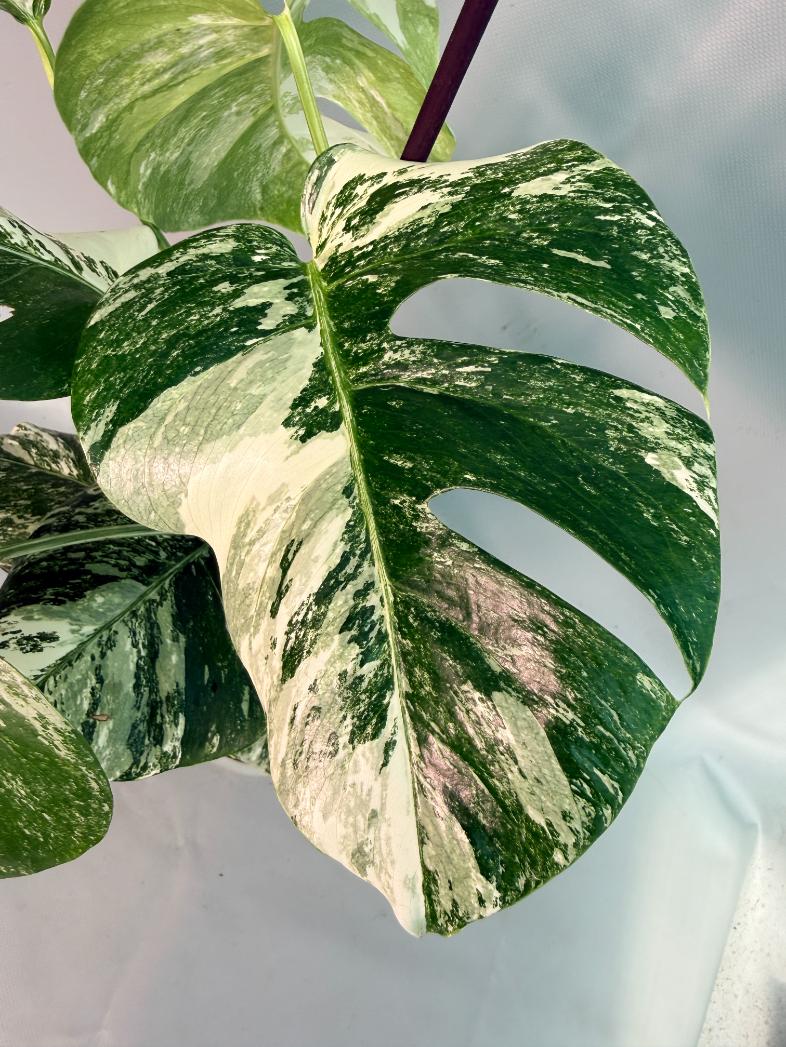 Monstera Albo Variegata 06
