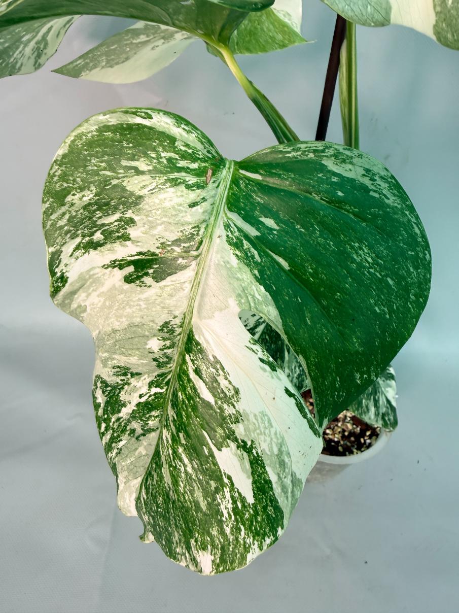 Monstera Albo Variegata 07