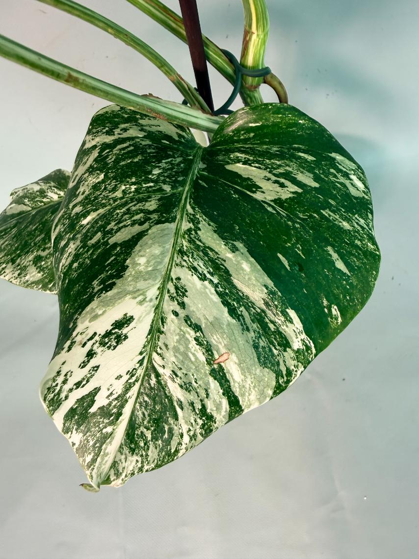 Monstera Albo Variegata 08