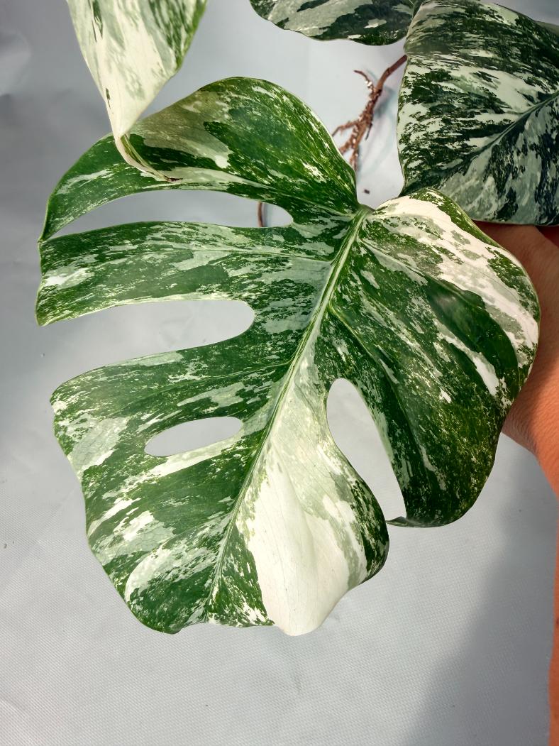 Monstera  Albo Variegata 09