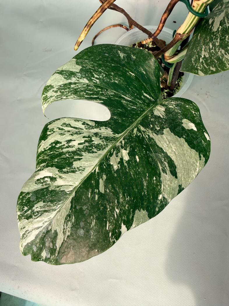 Monstera  Albo Variegata 10