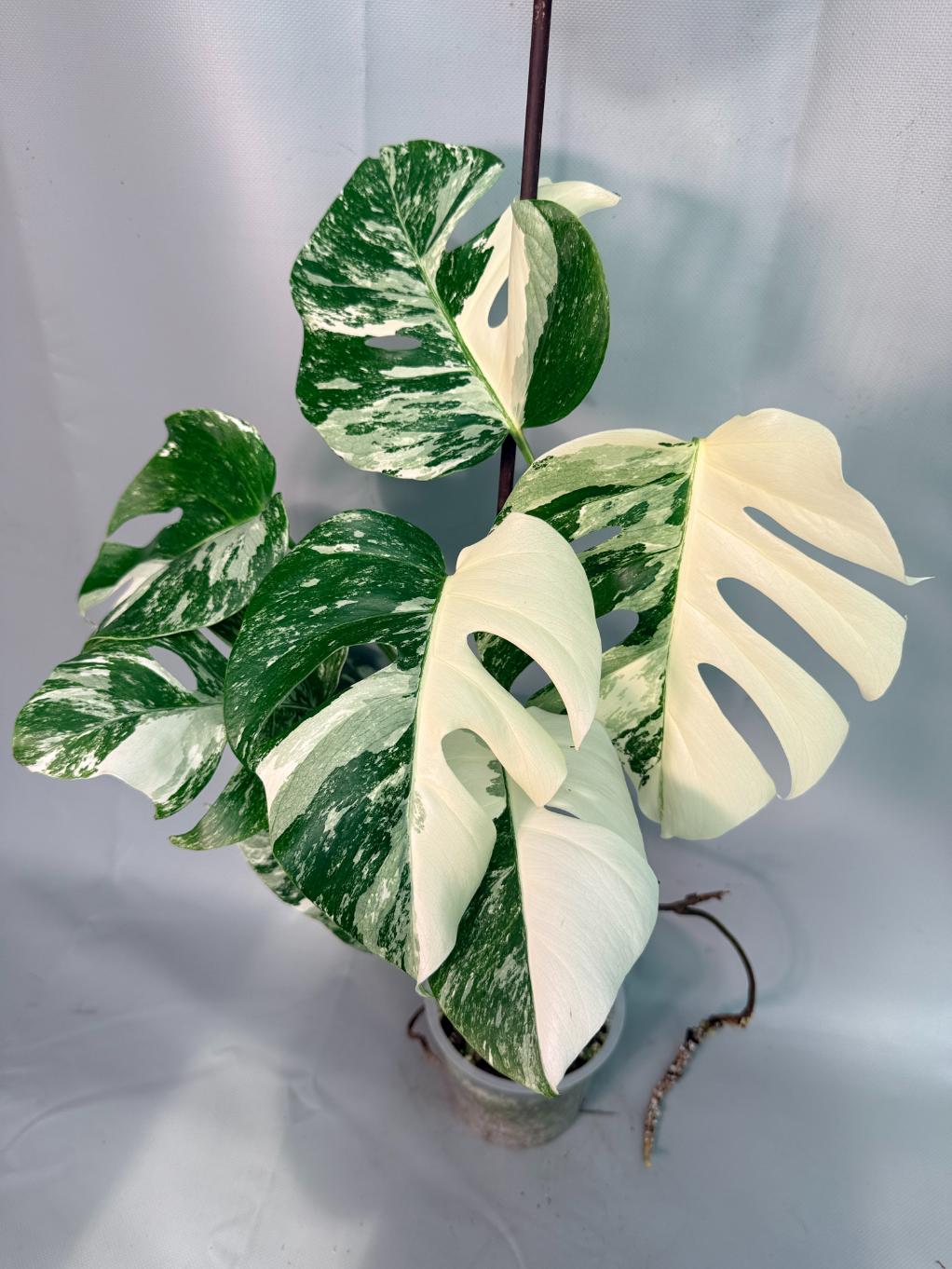 Monstera  Albo Variegata 01