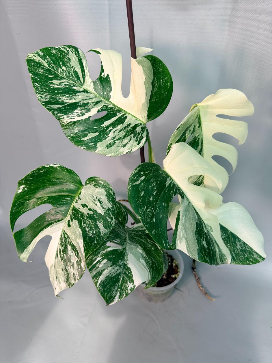 Monstera  Albo Variegata 02