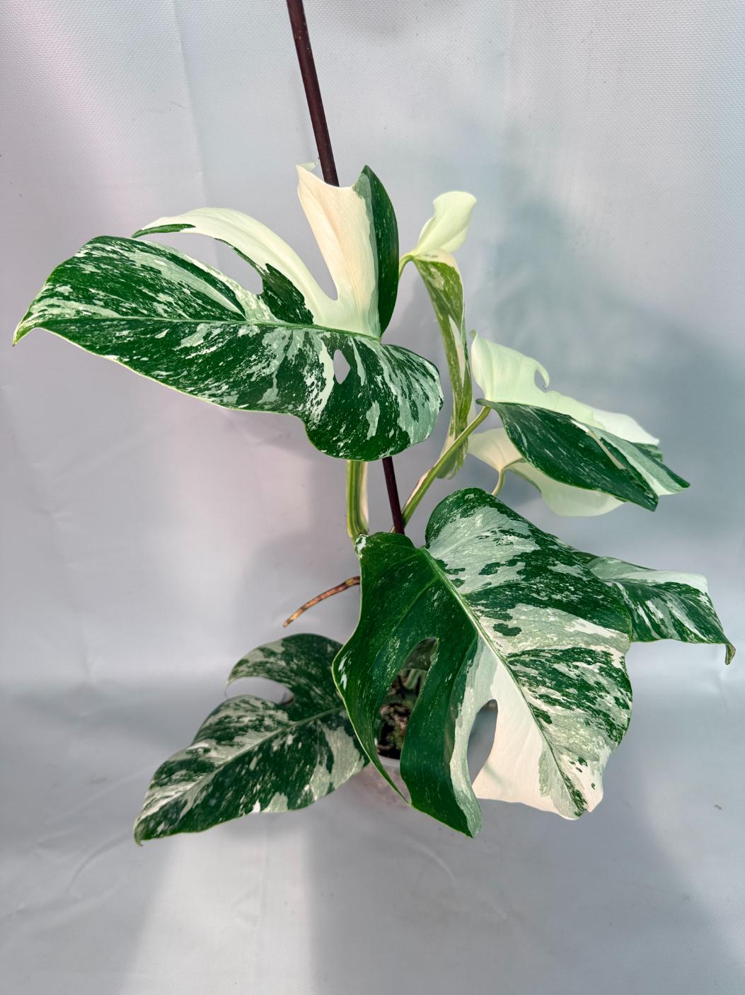 Monstera  Albo Variegata 03