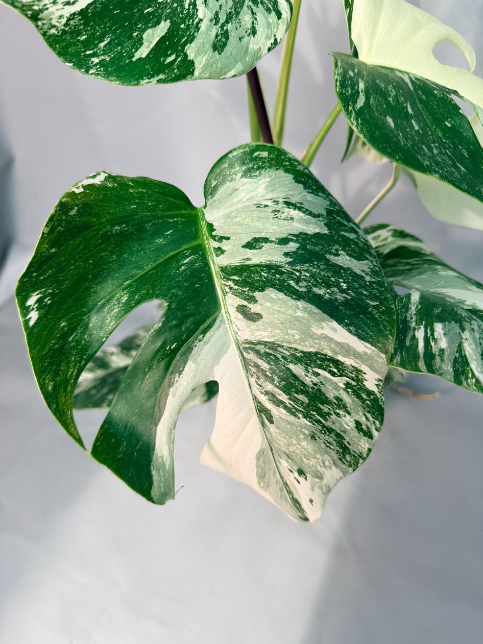 Monstera  Albo Variegata 04