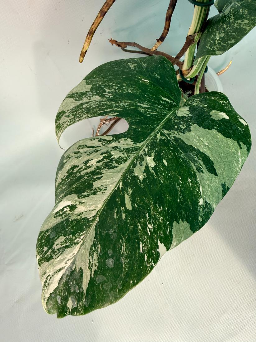 Monstera  Albo Variegata 05