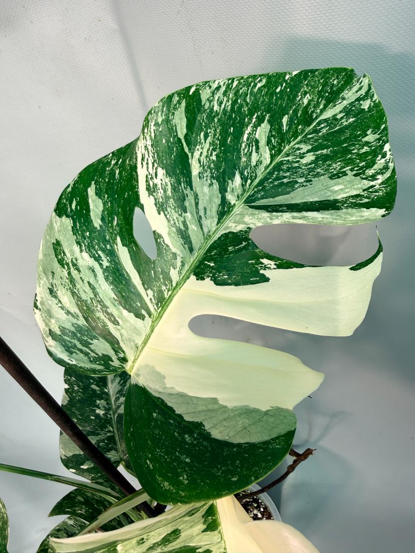 Monstera  Albo Variegata 06