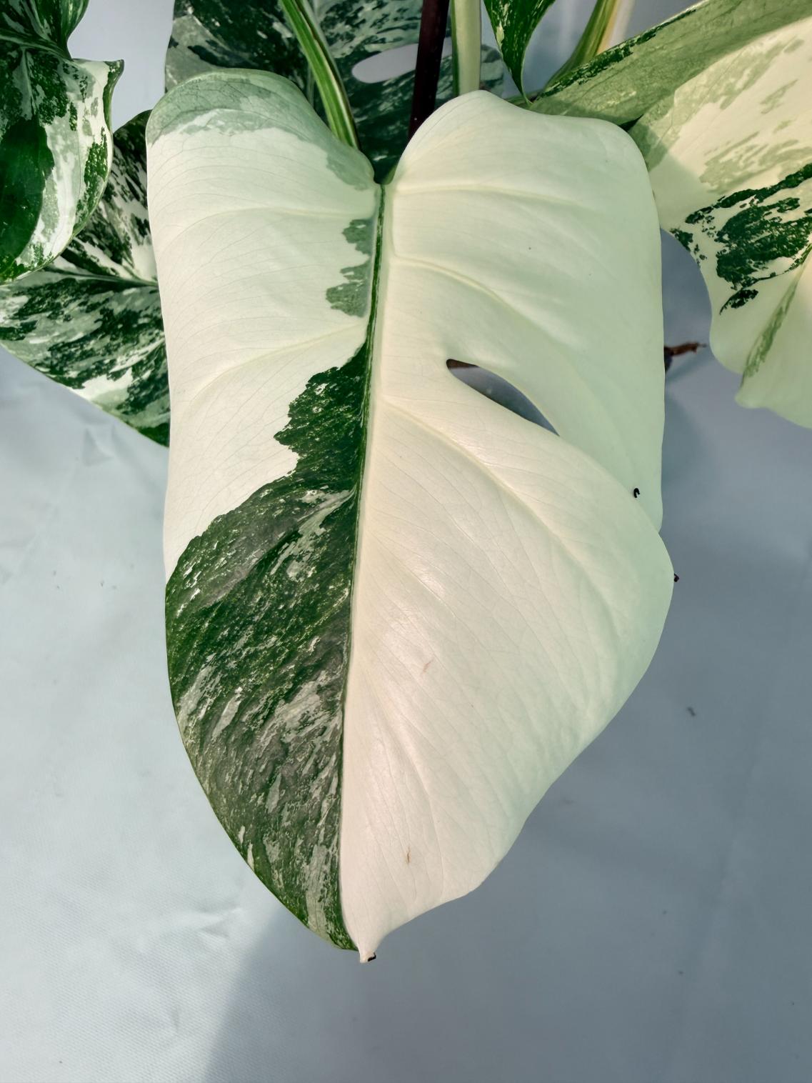 Monstera  Albo Variegata 07