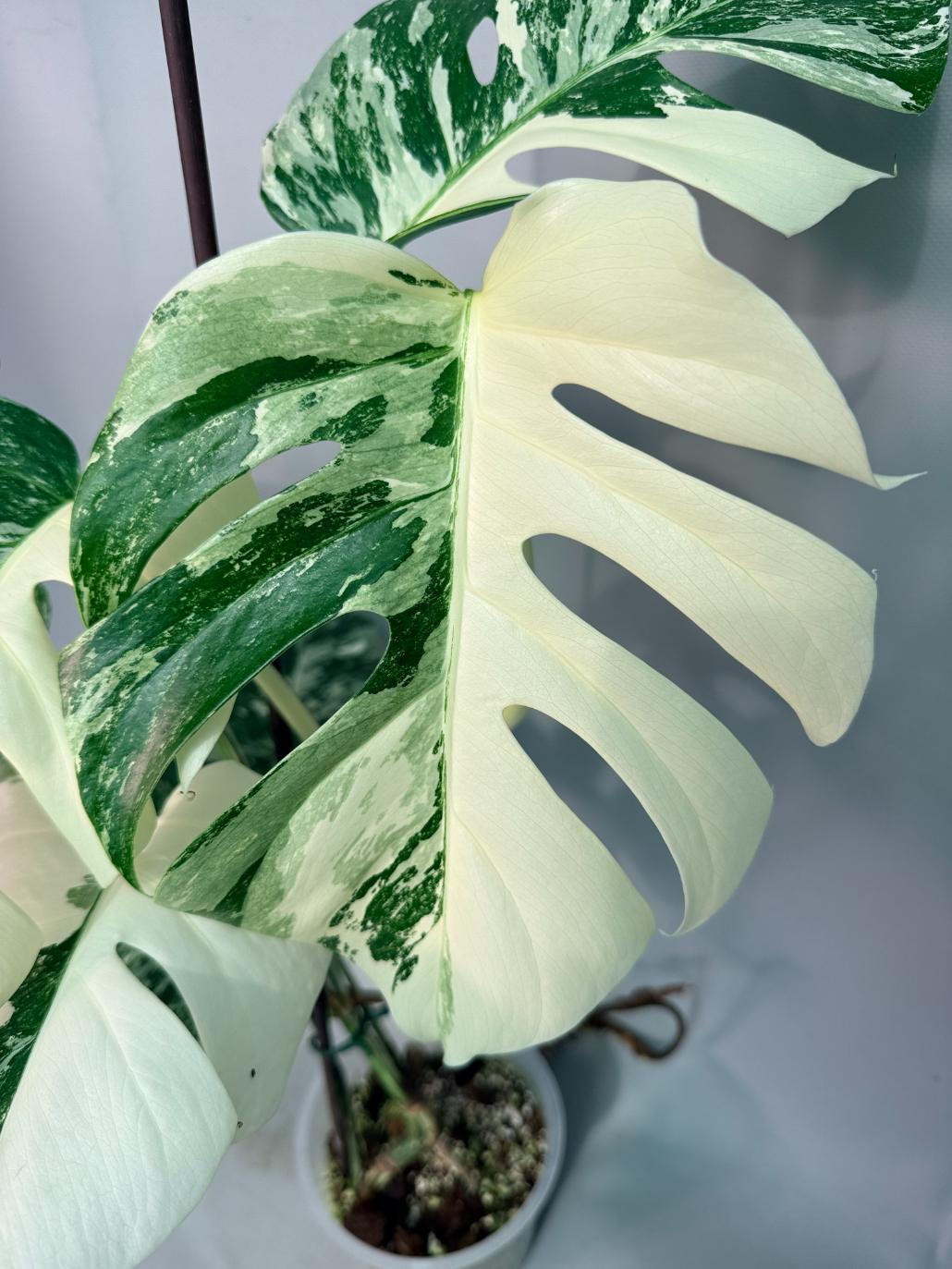 Monstera  Albo Variegata 08