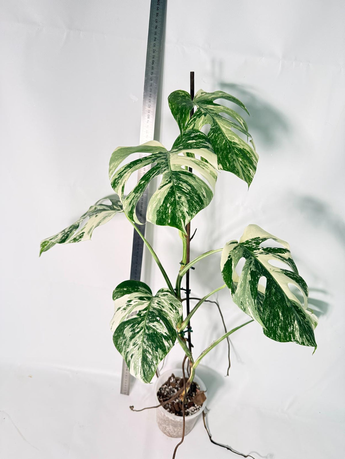 Monstera Albo Variegata XL 1