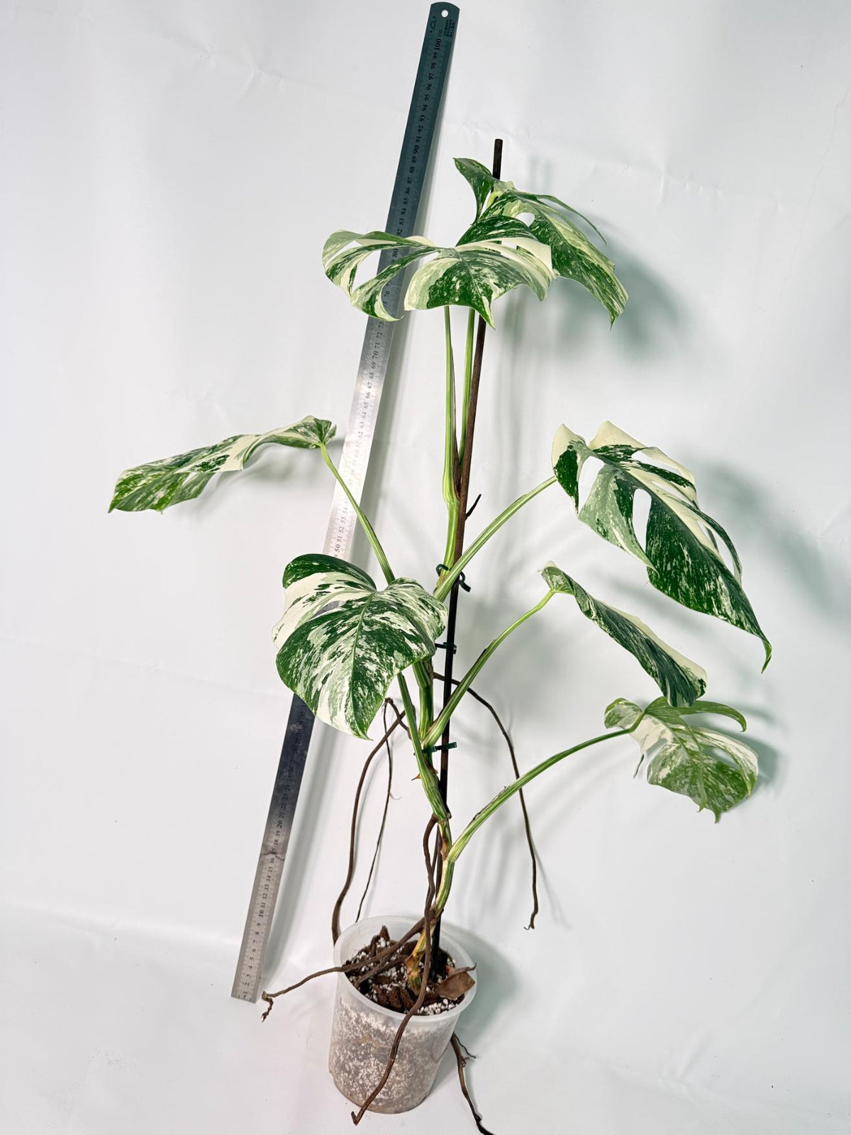 Monstera Albo Variegata XL 4