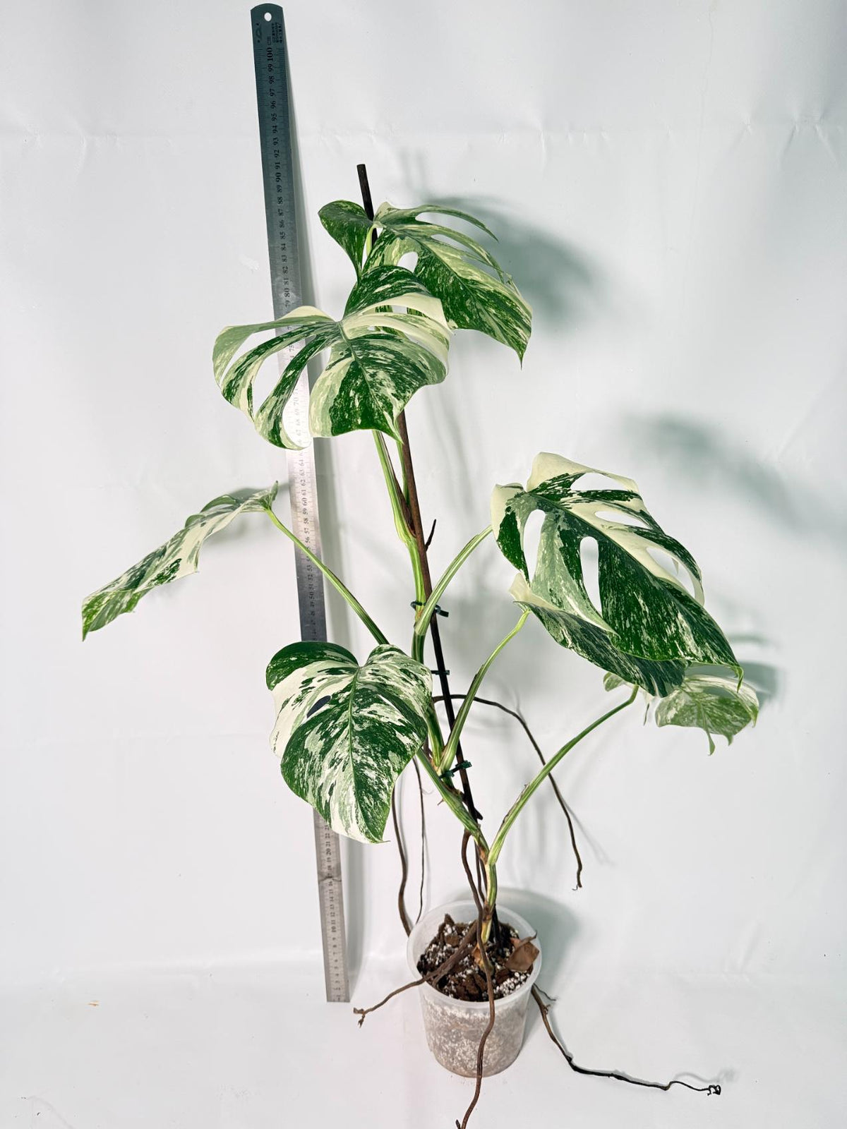Monstera Albo Variegata XL 11