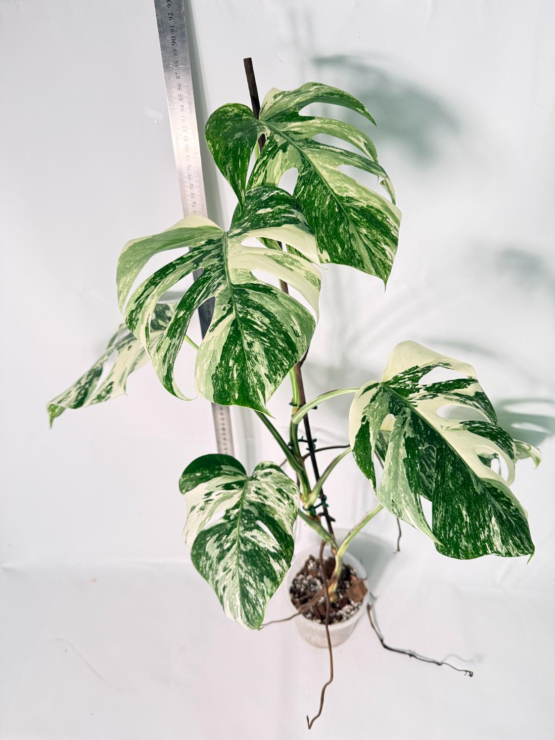 Monstera Albo Variegata XL 7