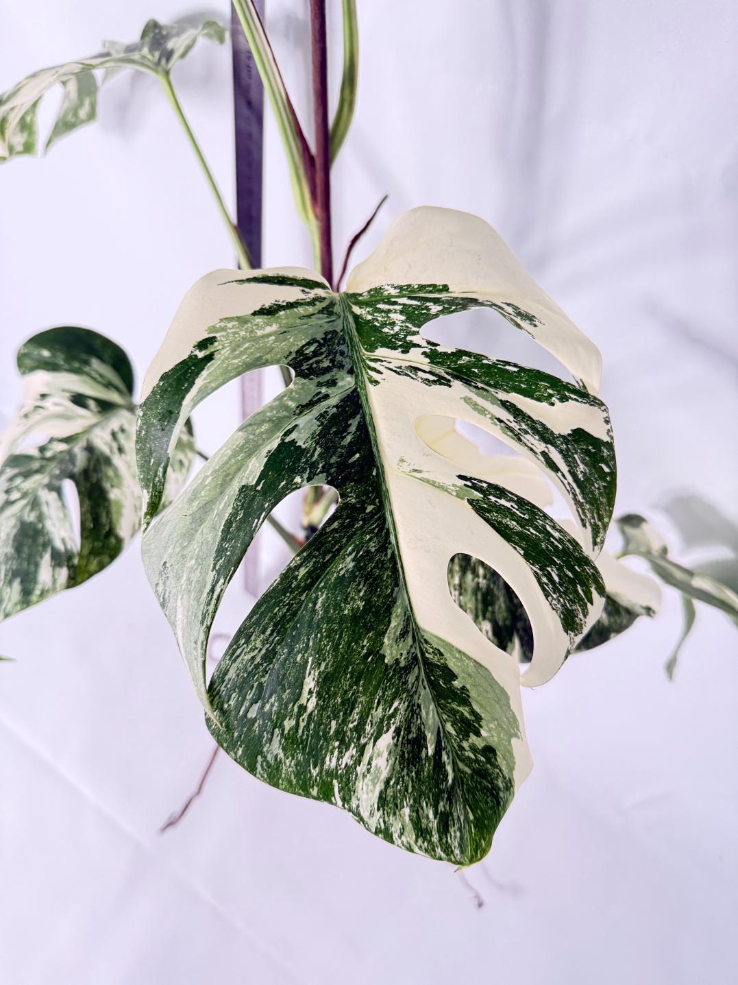 Monstera Albo Variegata XL 2
