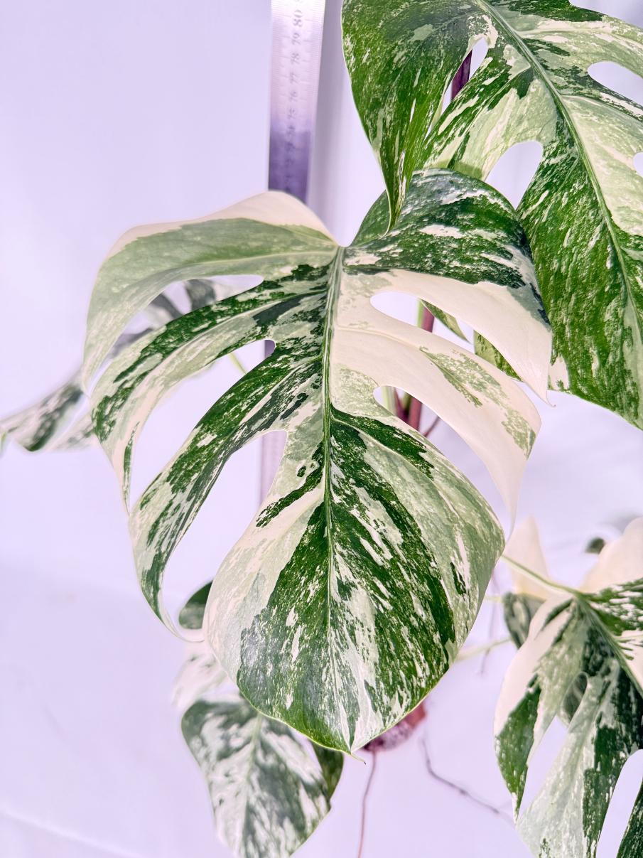 Monstera Albo Variegata XL 8