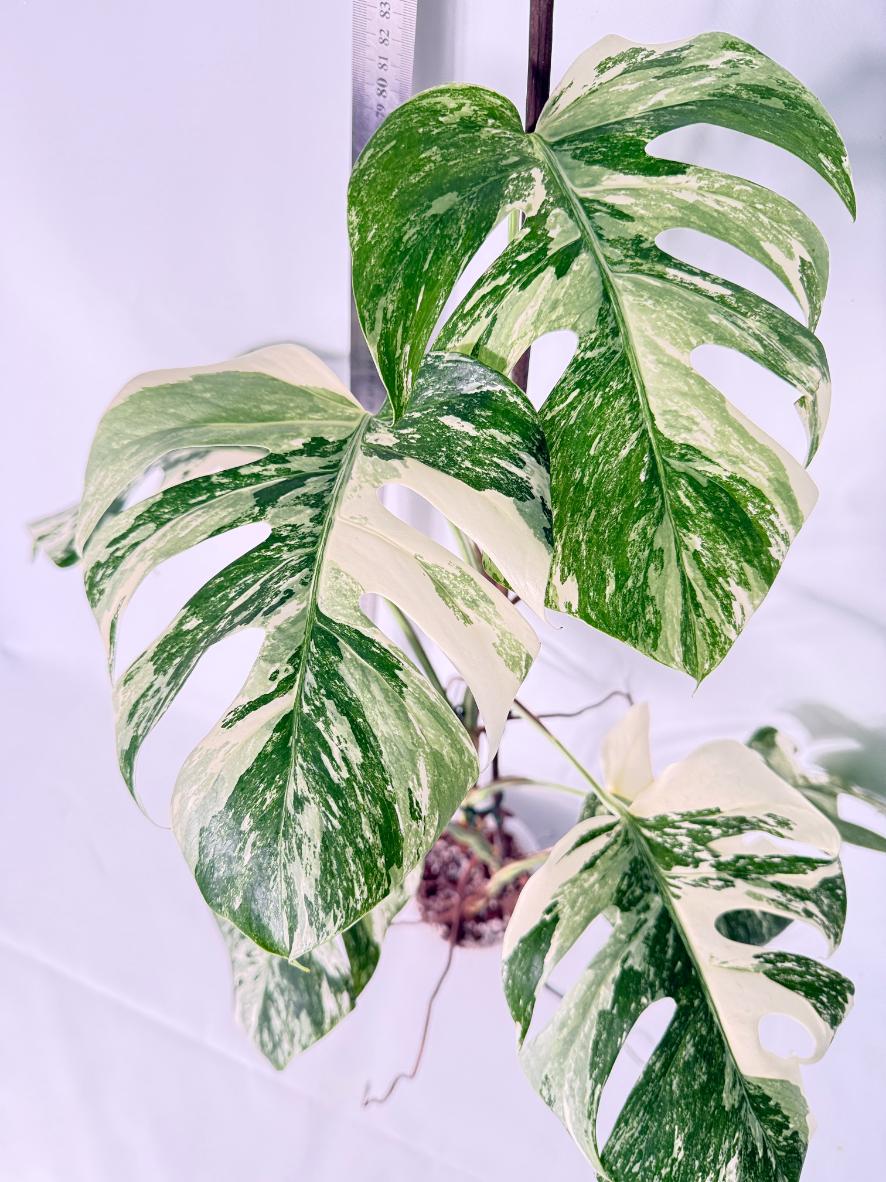 Monstera Albo Variegata XL 3