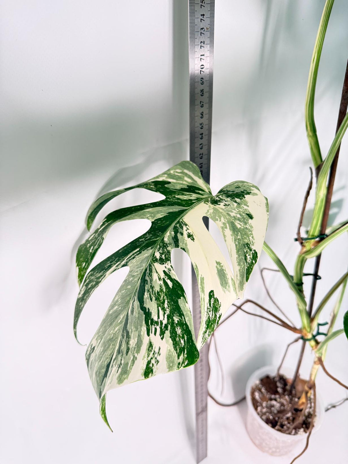 Monstera Albo Variegata XL 9