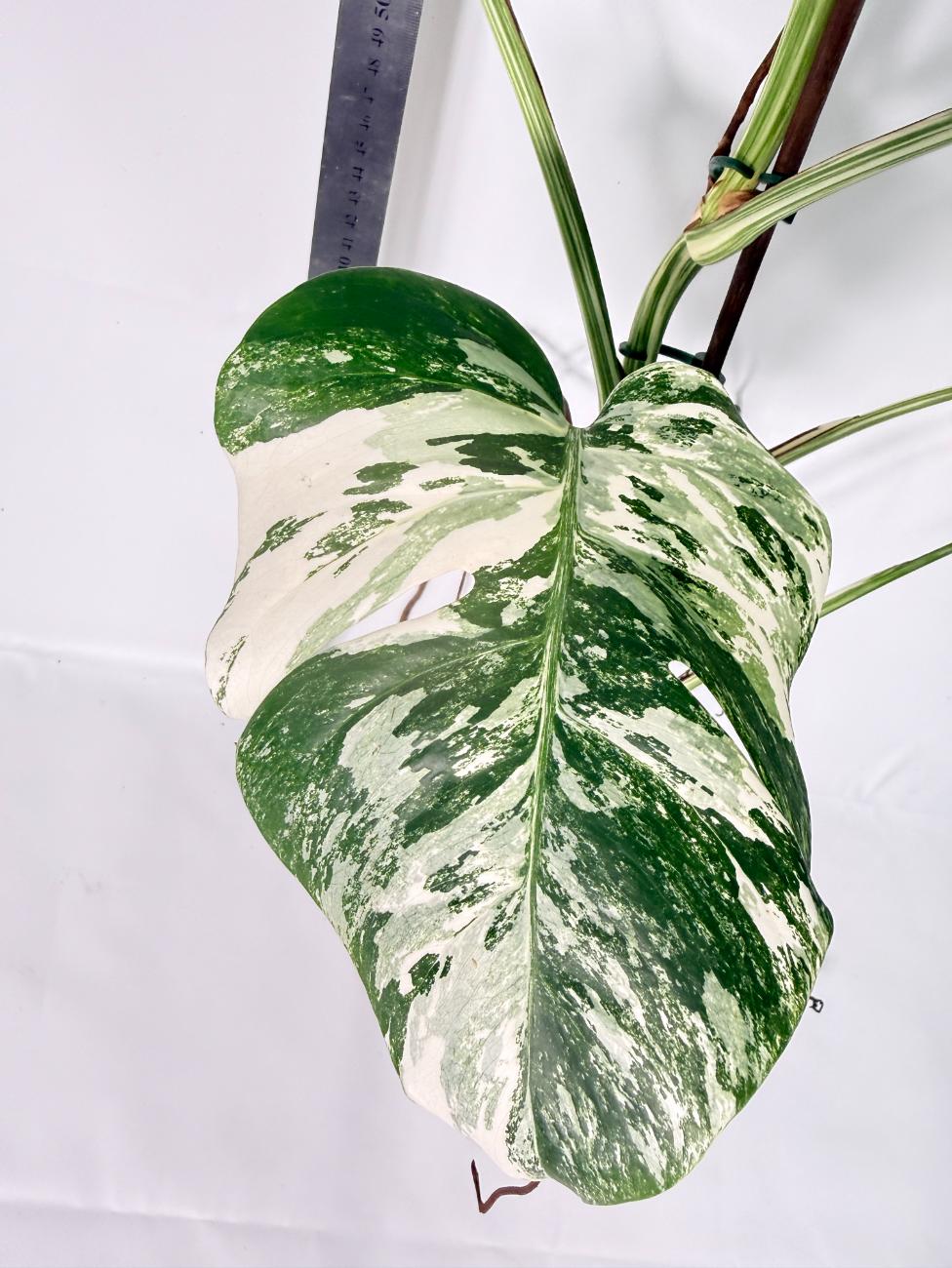 Monstera Albo Variegata XL 5