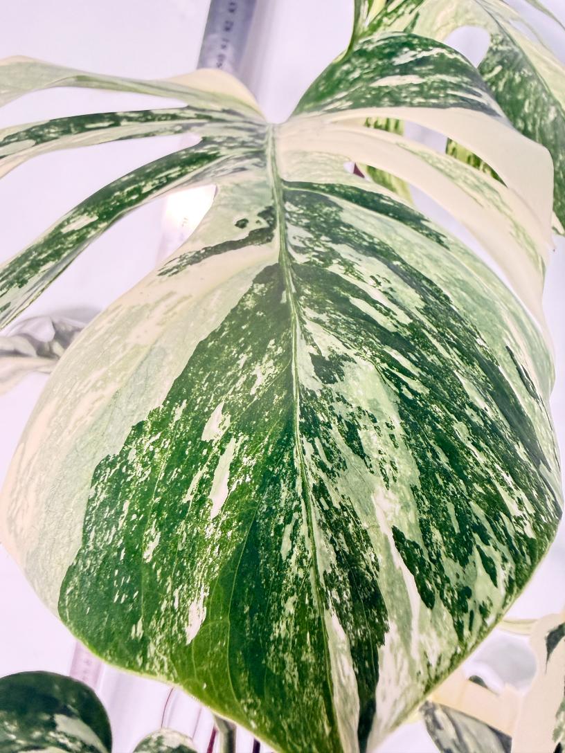 Monstera Albo Variegata XL 6