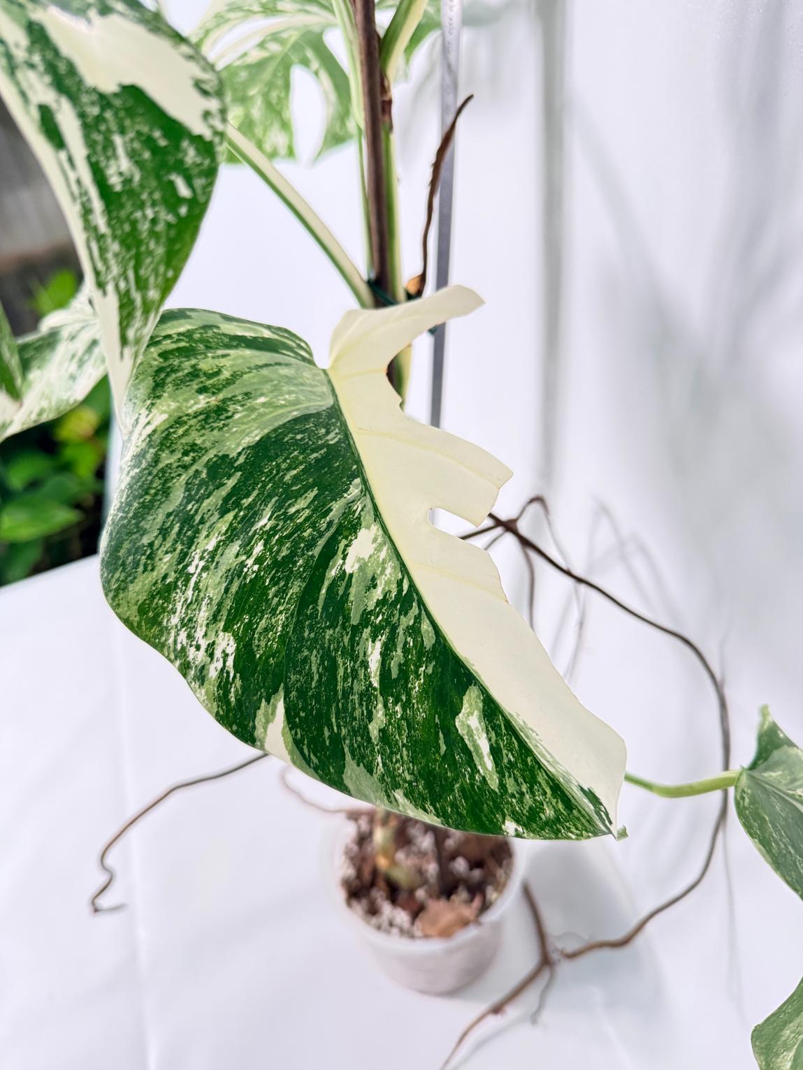 Monstera Albo Variegata XL 10
