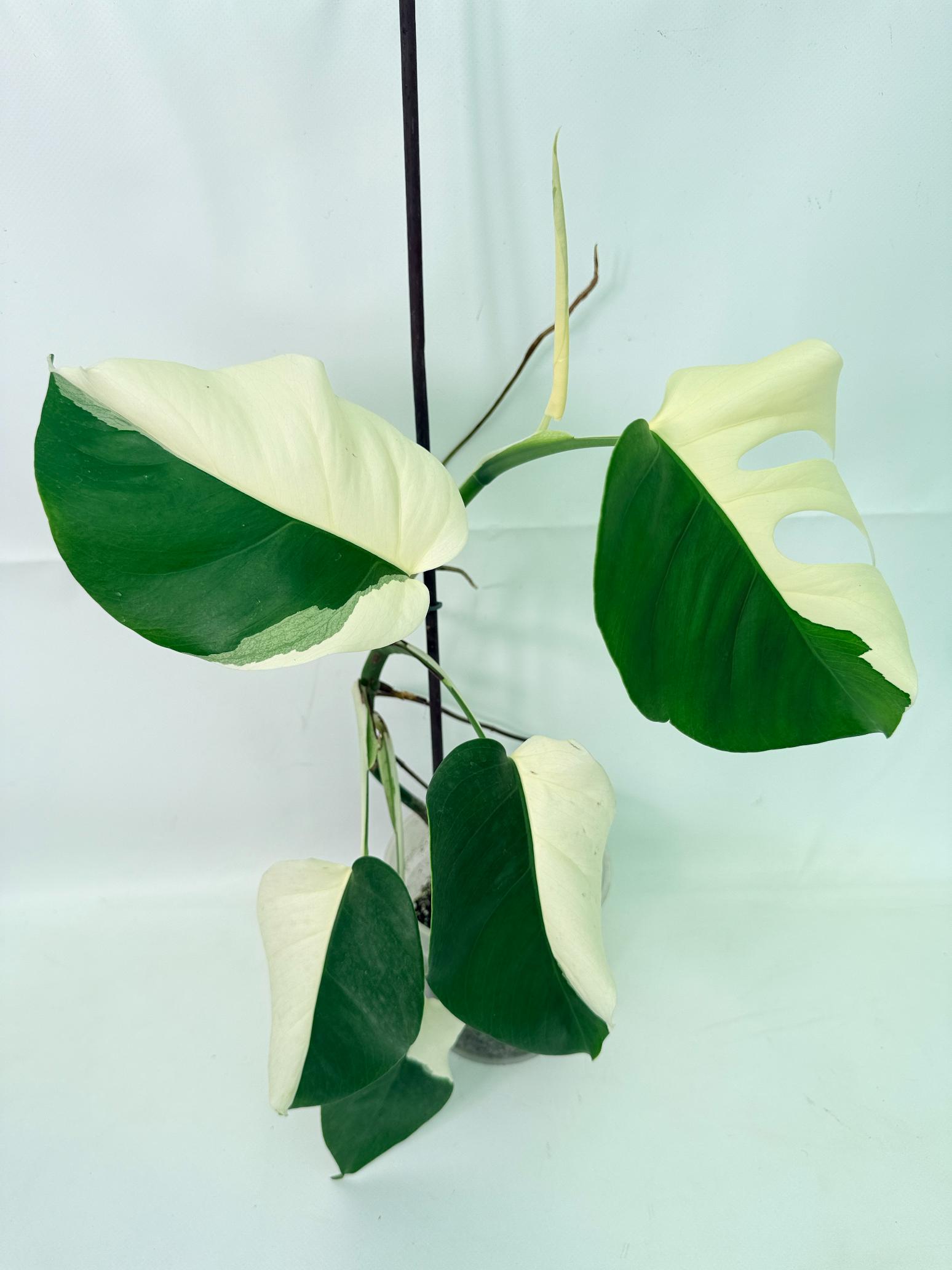 Monstera  Albo Variegata 03