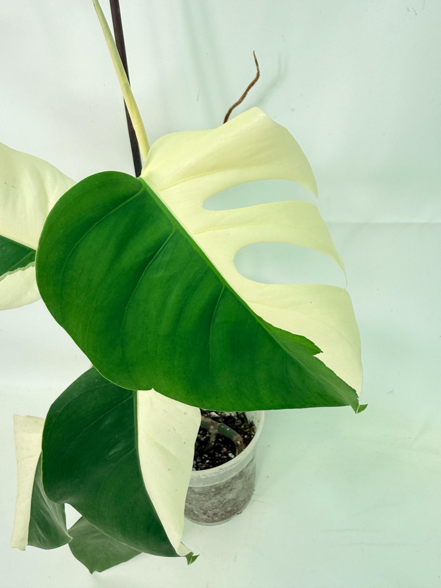 Monstera  Albo Variegata 04