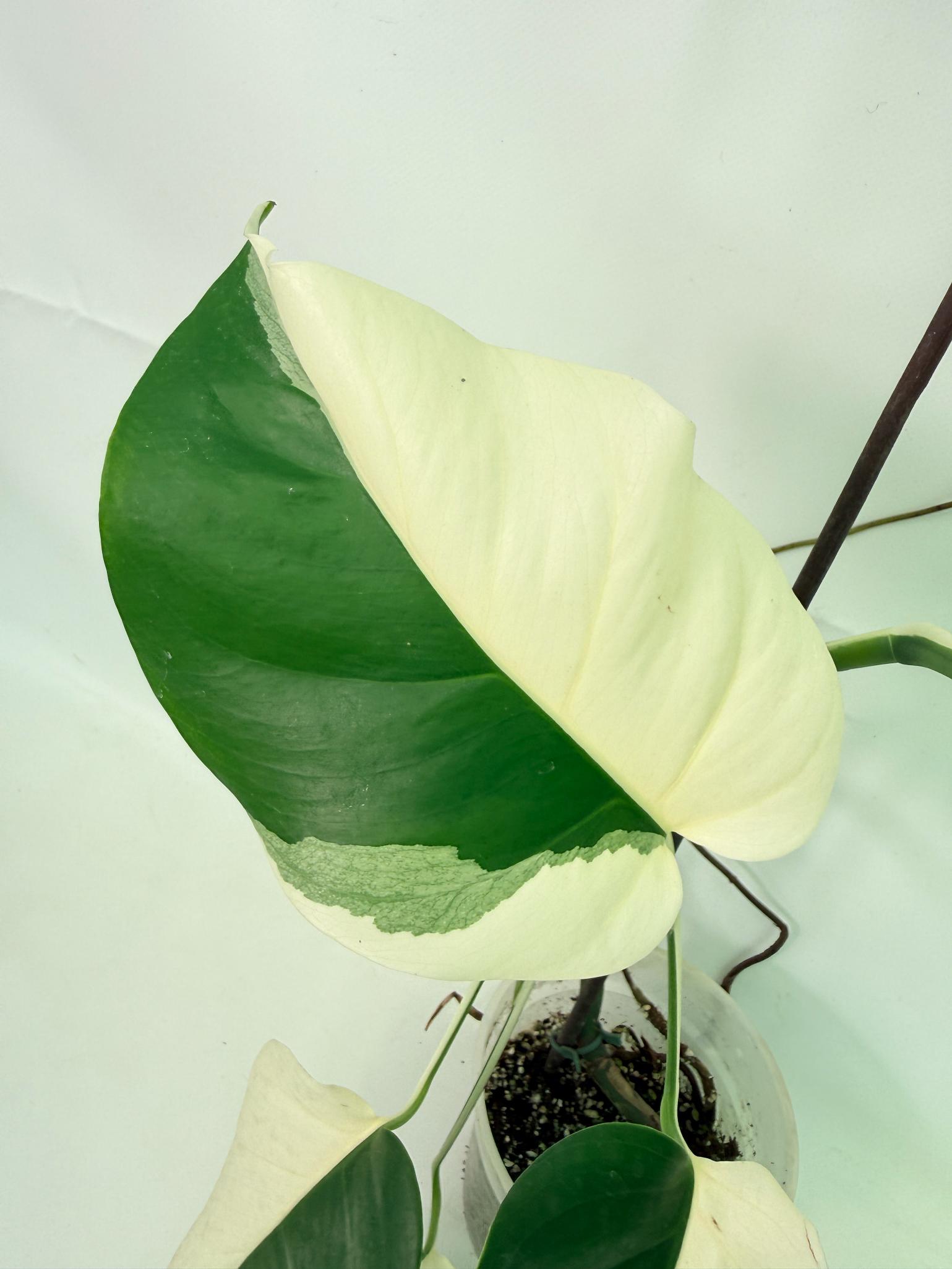 Monstera  Albo Variegata 05