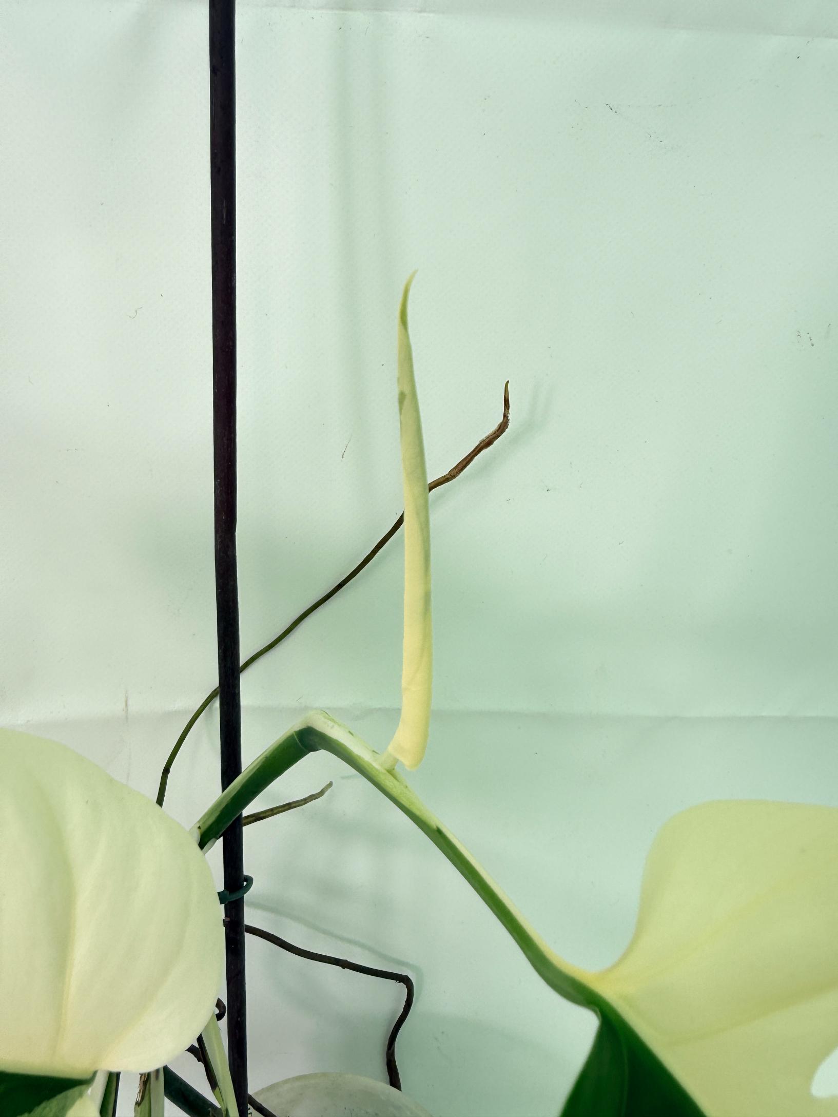 Monstera  Albo Variegata 06