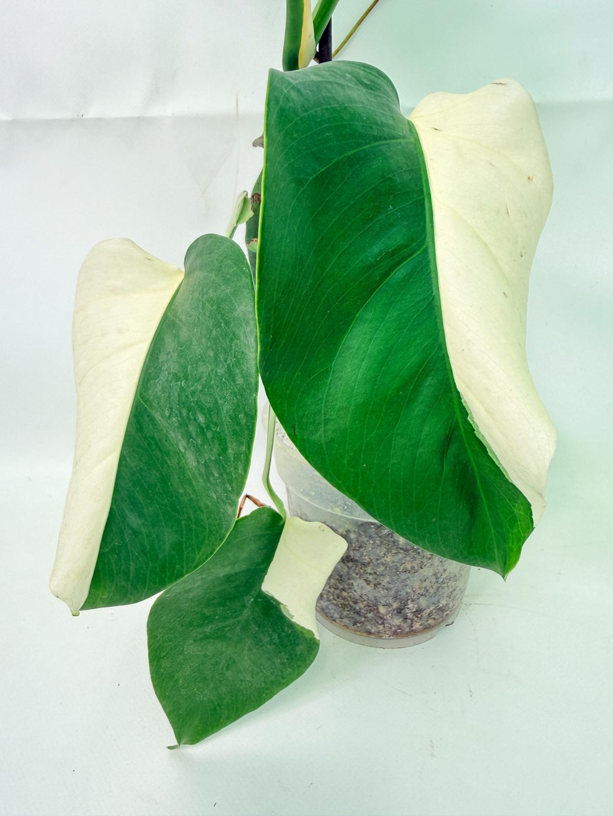Monstera  Albo Variegata 07