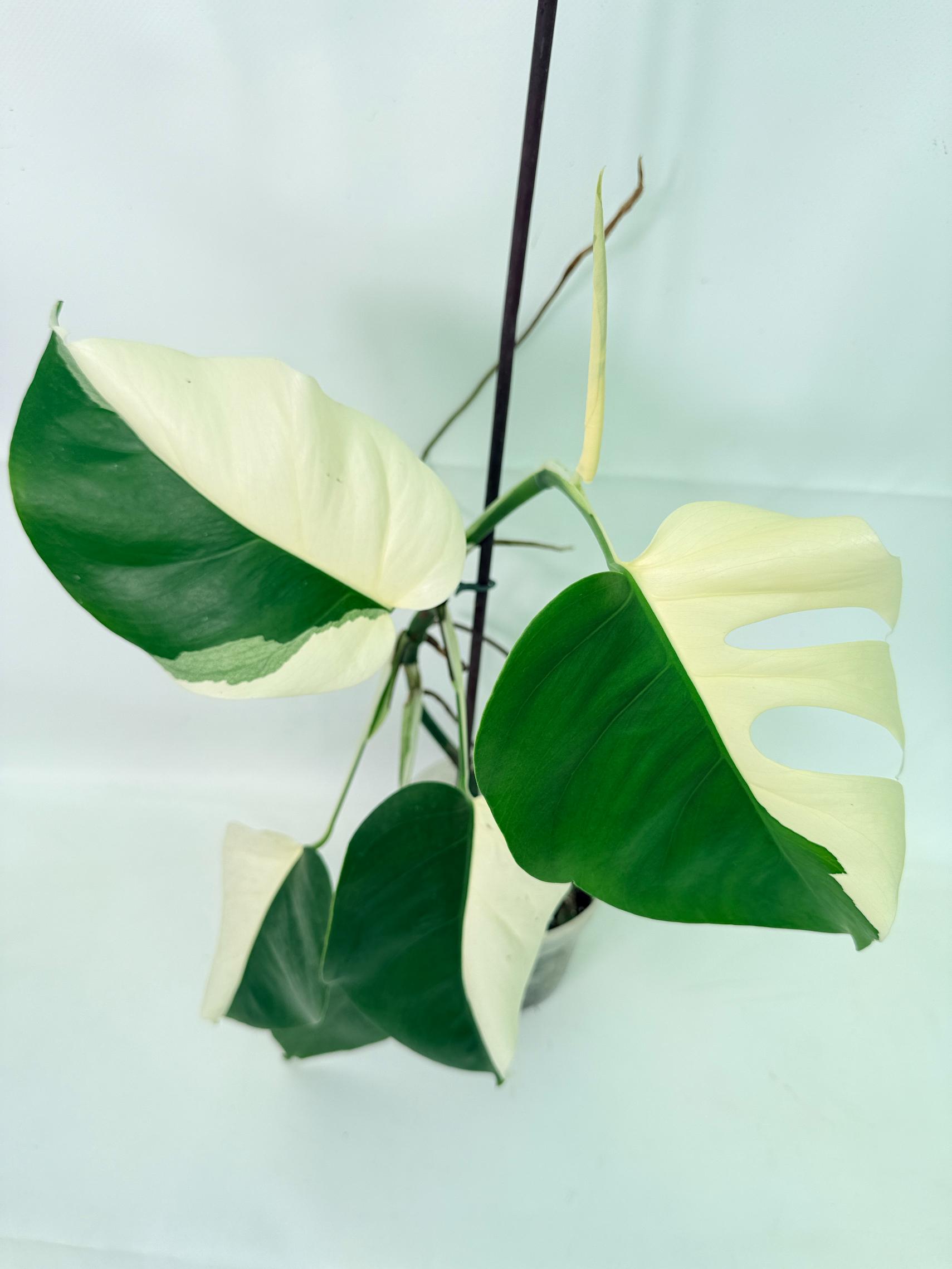 Monstera  Albo Variegata 08