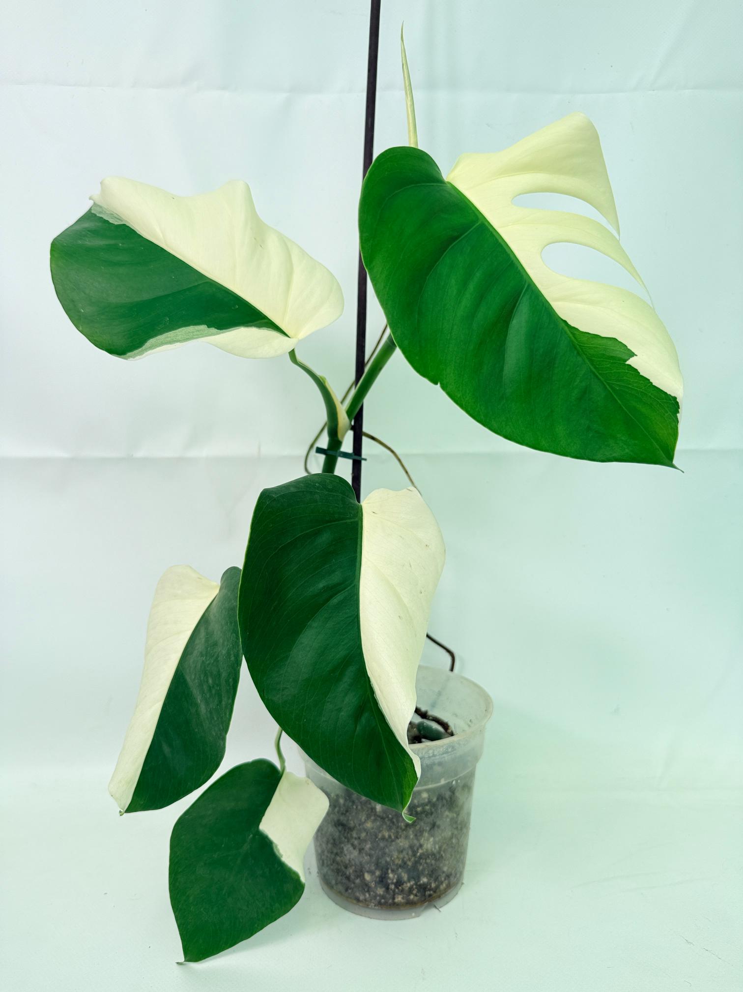 Monstera  Albo Variegata 01