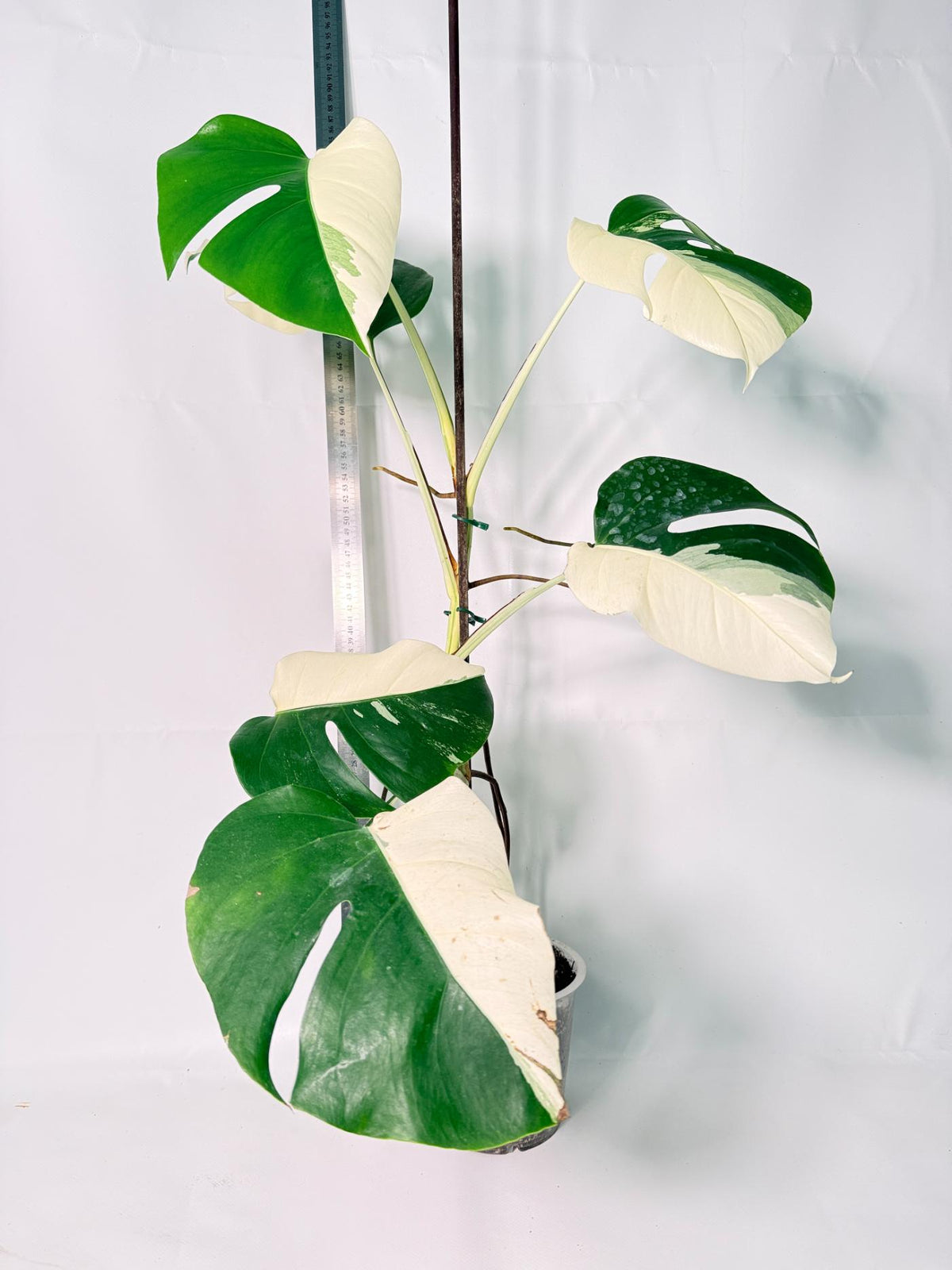 Monstera Albo Variegata HALF MOON 5
